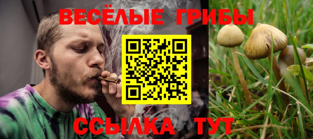 Куйбышев  Галлюциногенные грибы Cubensis  Вход с VPN 